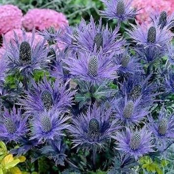 Purple Eryngium Flower Seeds for Planting – Heirloom, Non-GMO, High Germination Organic Garden Seeds