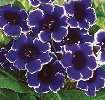 Flower Seeds, Seeds,Seeds For Planting,Plant Seeds