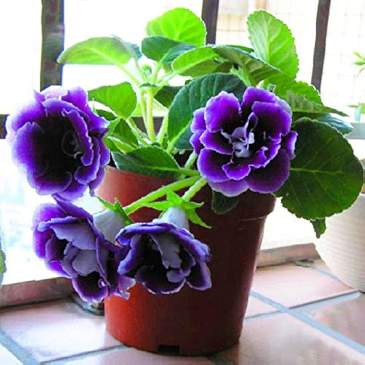 Blue Gloxinia Sinningia Flower Seeds for Planting – Heirloom, Non-GMO, High Germination Organic Garden Seeds