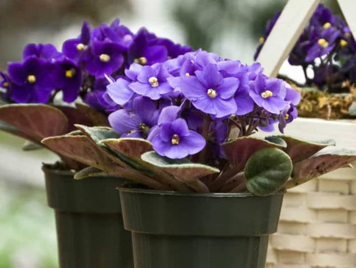 African Violet Flower Seeds for Planting Red 100 pcs - Easy to Grow, Heirloom & GMO Free Seeds for Home Garden