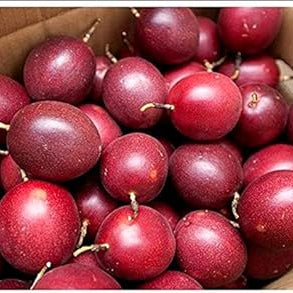 Fruit Seeds,Garden seeds, Seeds For Planting,Plant Seeds