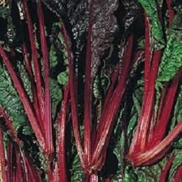 Ruby Vegetable Red Swiss Ruby Vegetable Seeds for Planting – Heirloom & Non-GMO Leafy ...