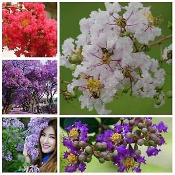 Flower Seeds, Seeds,Seeds For Planting,Plant Seeds