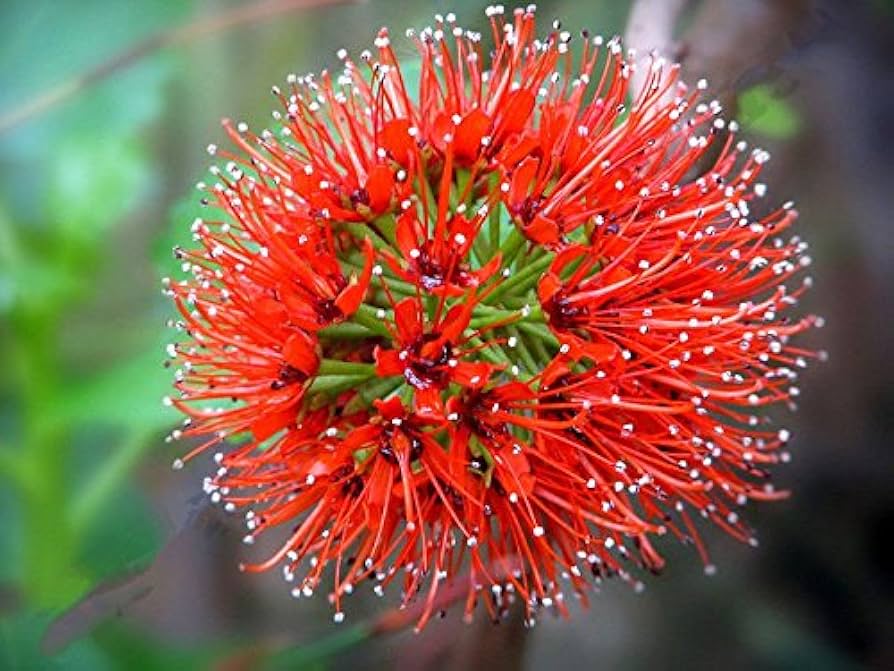 Flower Seeds, Seeds,Seeds For Planting,Plant Seeds