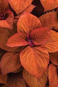 Deep Orange Coleus Flower Seeds for Planting – Heirloom, Non-GMO, High Germination Organic Garden Seeds