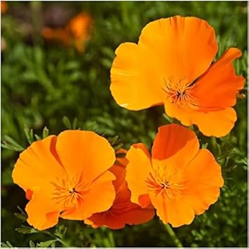 Flower Seeds, Seeds,Seeds For Planting,Plant Seeds
