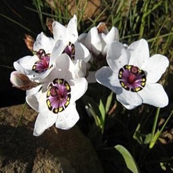 Flower Seeds, Seeds,Seeds For Planting,Plant Seeds