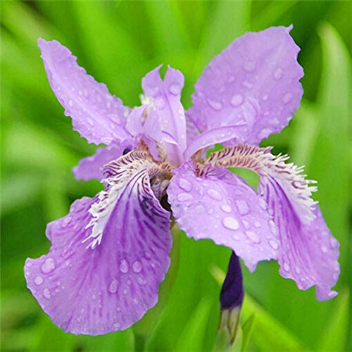 Lavender Tectorum Flower Seeds for Planting – Heirloom, Non-GMO, High Germination Organic Garden Seeds
