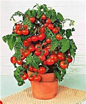 Vegetable Seeds,Garden seeds, Seeds For Planting,Plant Seeds