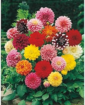 Flower Seeds, Seeds,Seeds For Planting,Plant Seeds