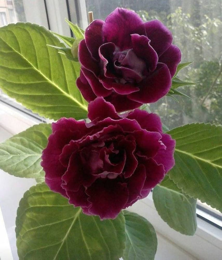 Maroon Gloxinia Flower Seeds for Planting – Heirloom, Non-GMO, Vibrant Colors, High Germination