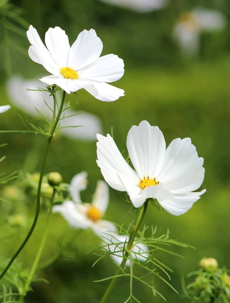 White Cosmos Flower Seeds for Planting – Heirloom Non-GMO, High Germination Organic Garden Seeds