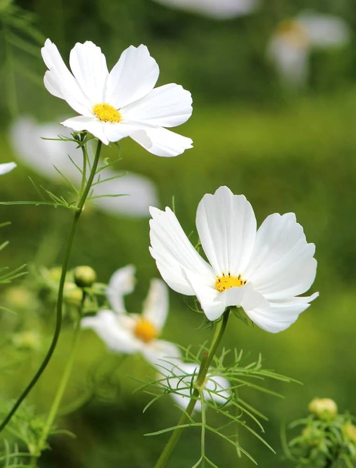 White Cosmos Flower Seeds for Planting – Heirloom Non-GMO, High Germination Organic Garden Seeds