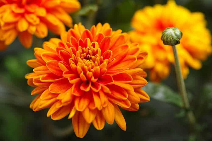 Flower Seeds, Seeds,Seeds For Planting,Plant Seeds