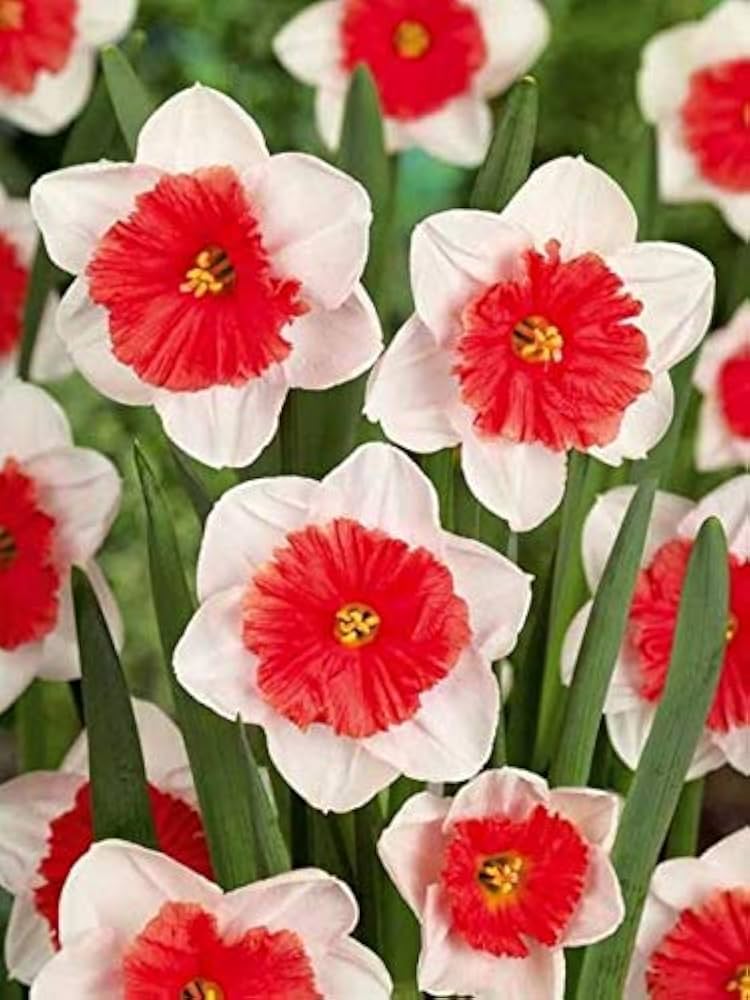 White Red Double Narcissus Flower Seeds for Planting – Heirloom, Non-GMO, Colorful High Germination Seeds