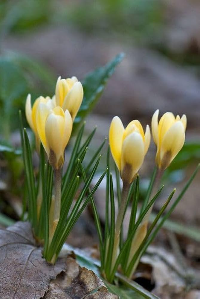 Yellow Crocus Flower Seeds for Planting – Heirloom, Non-GMO, Hardy High Germination Variety