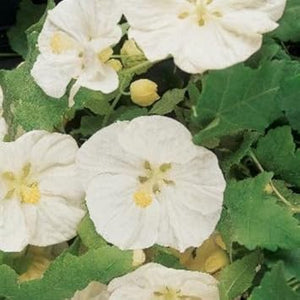 Flower Seeds, Seeds,Seeds For Planting,Plant Seeds