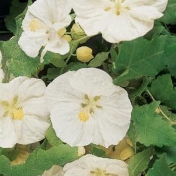 Flower Seeds, Seeds,Seeds For Planting,Plant Seeds