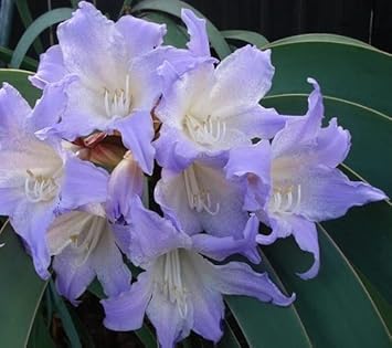 Flower Seeds, Seeds,Seeds For Planting,Plant Seeds