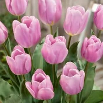 Flower Seeds, Seeds,Seeds For Planting,Plant Seeds