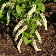 Flower Seeds, Seeds,Seeds For Planting,Plant Seeds