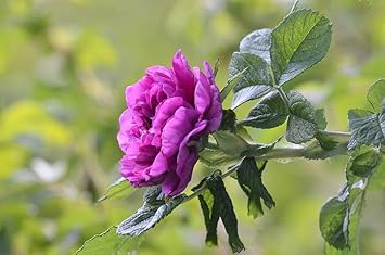 Flower Seeds, Seeds,Seeds For Planting,Plant Seeds