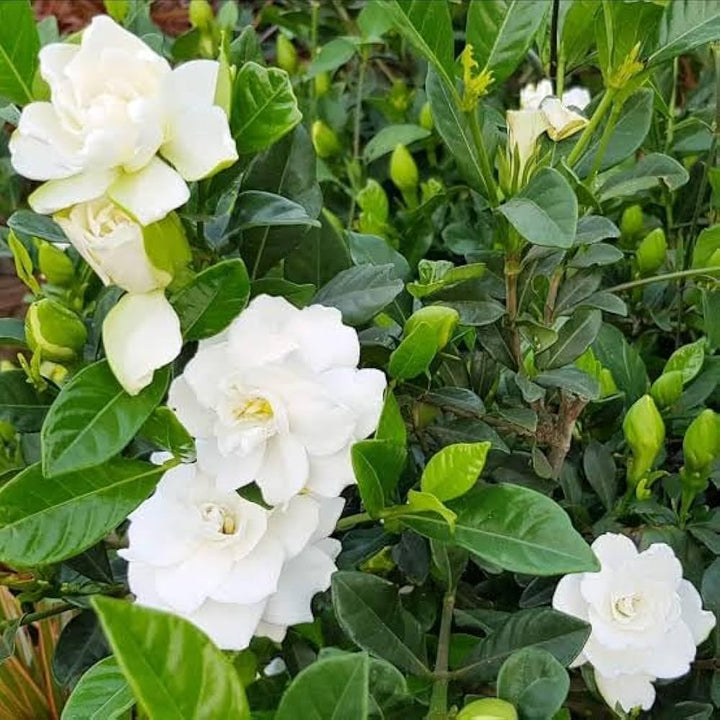 White Jasminoides Flower Seeds for Planting – Heirloom Non-GMO, High Germination Organic Garden Seeds