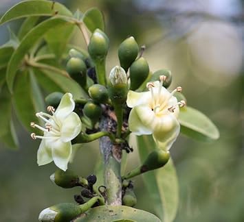 Flower Seeds, Seeds,Seeds For Planting,Plant Seeds