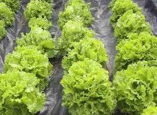 Lettuce Iceberg Seeds for Planting – Crisp Head, High Yield, Cool Season Vegetable