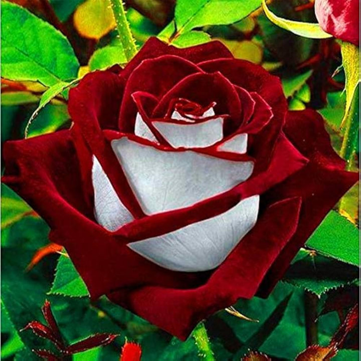Maroon White Rose Flower Seeds for Planting - Heirloom, Non-GMO, Low Maintenance, Organic Garden Seeds