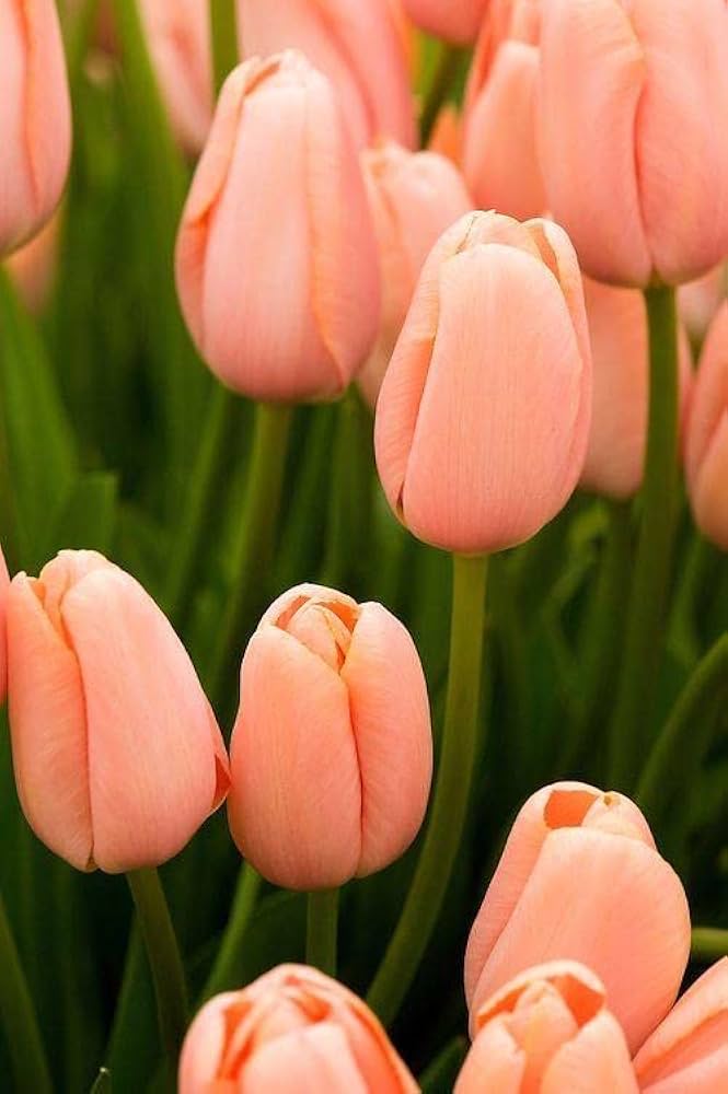Peach Tulip Flower Seeds for Planting – Heirloom, Non-GMO, Compact Growth, High Germination