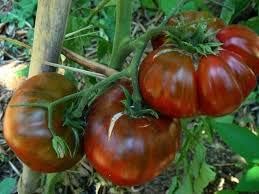 Vegetable Seeds,Garden seeds, Seeds For Planting,Plant Seeds