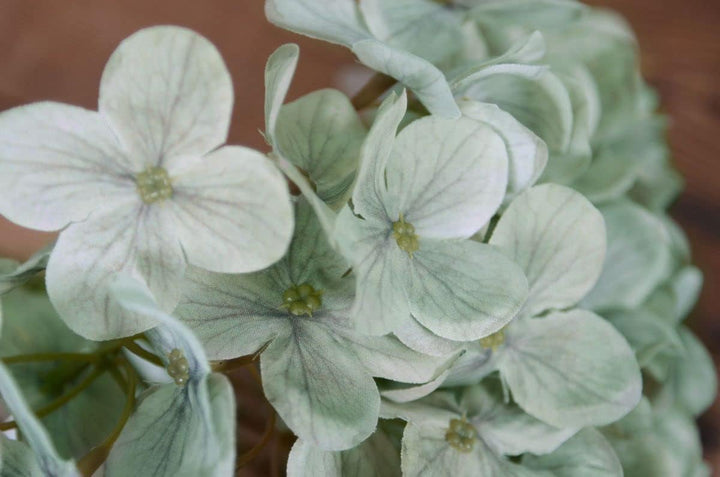 Flower Seeds, Seeds,Seeds For Planting,Plant Seeds