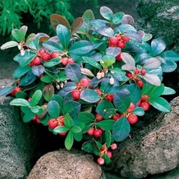 Fruit Seeds,Garden seeds, Seeds For Planting,Plant Seeds