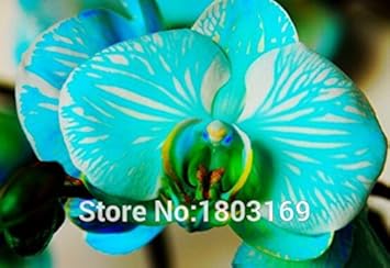 Flower Seeds, Seeds,Seeds For Planting,Plant Seeds