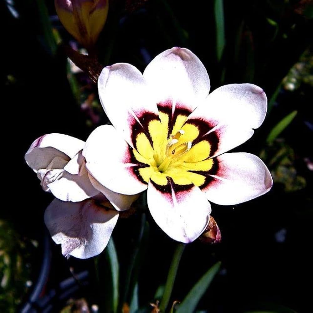 White Yellow Sparaxis Flower Seeds for Planting – Vibrant Colors, Heirloom &amp; Non-GMO Seeds for Home Garden