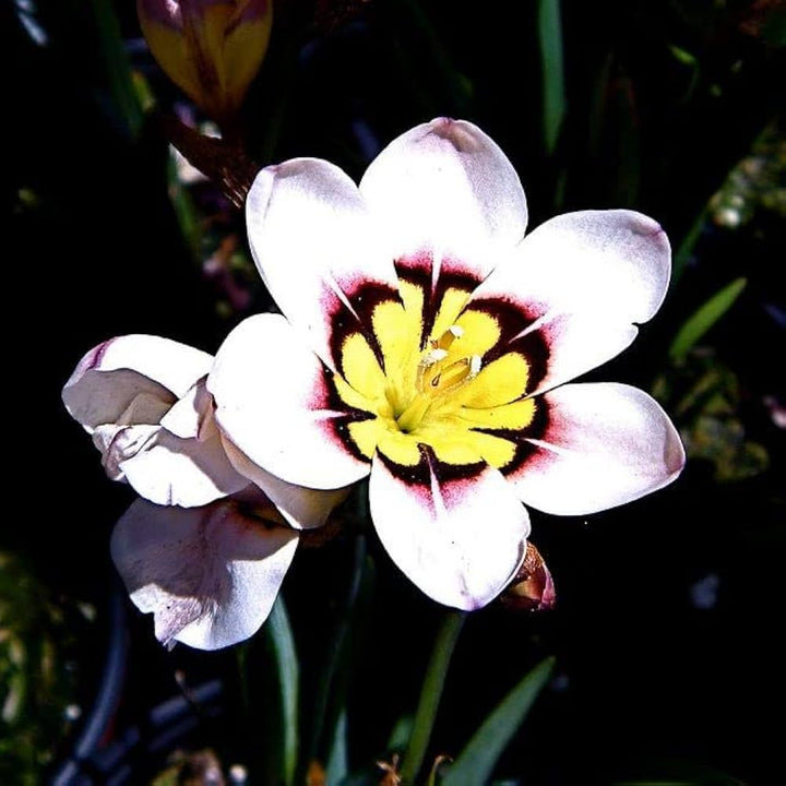 White Yellow Sparaxis Flower Seeds for Planting – Vibrant Colors, Heirloom &amp; Non-GMO Seeds for Home Garden