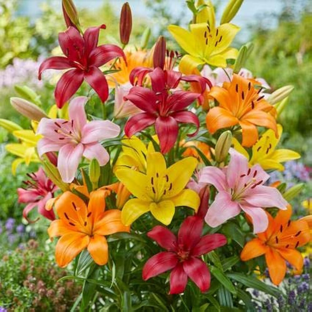 Mixed Color Lilium Flower Seeds for Planting - Drought Tolerant, Heirloom, High Germination &amp; Non-GMO Organic Garden Seeds