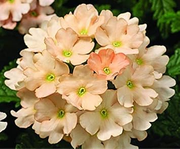 Flower Seeds, Seeds,Seeds For Planting,Plant Seeds