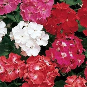 Flower Seeds, Seeds,Seeds For Planting,Plant Seeds