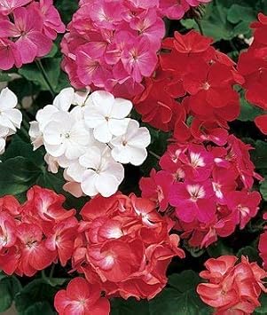 Flower Seeds, Seeds,Seeds For Planting,Plant Seeds