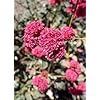 Eriogonum Grande Flower Seeds for Planting – Heirloom, Non-GMO, High Germination Pollinator Friendly