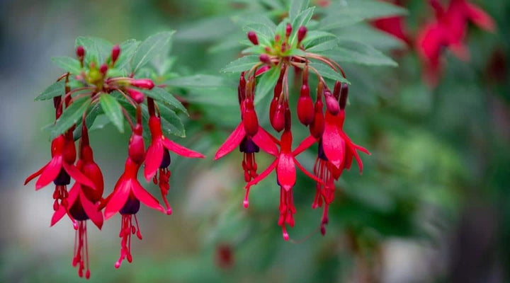 Maroon Red Fuchsia Flower Seeds for Planting - Heirloom, Non-GMO, High Germination Organic Garden Seeds