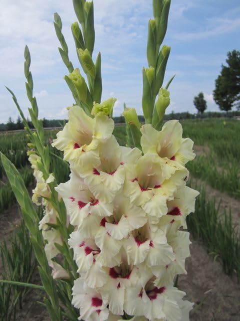 Peach Cream Gladiolus Flower Seeds – Heirloom, Non-GMO, High Germination Organic Garden Seeds for Planting