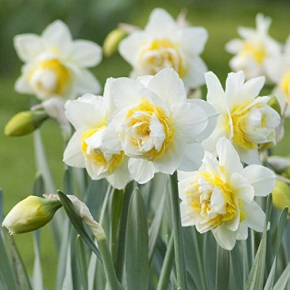White Mix Double Petal Narcissus Flower Seeds for Planting | Heirloom Non-GMO