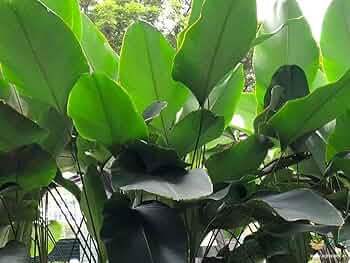 Calathea Lutea Mexican Cigar Seeds – Heirloom Non-GMO Sun-Loving Tropical Plant for Garden