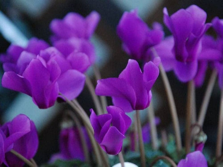 Flower Seeds, Seeds,Seeds For Planting,Plant Seeds