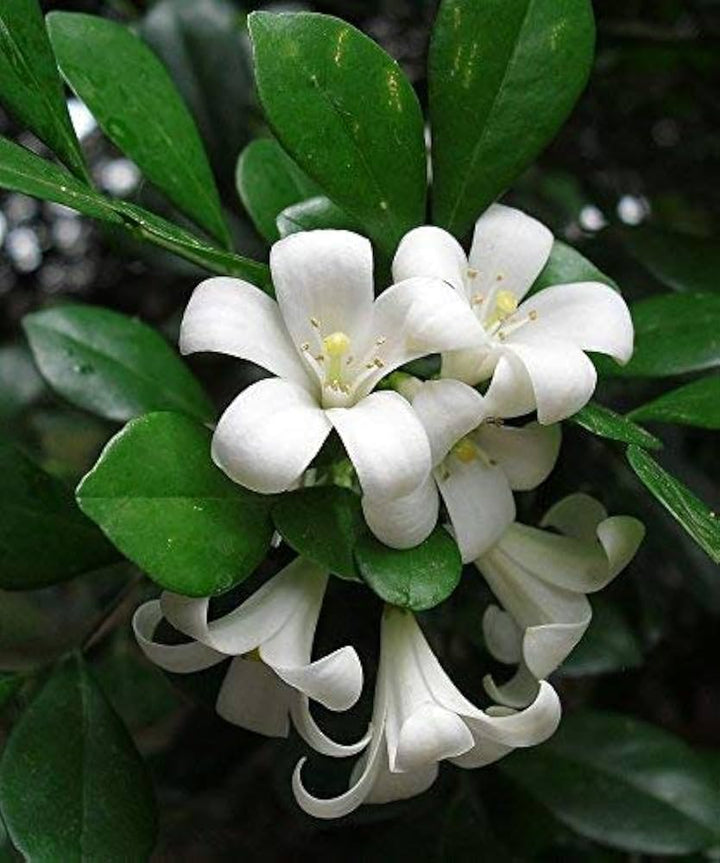 White Murraya Flower Seeds for Planting – Heirloom Non-GMO, High Germination Organic Garden Seeds