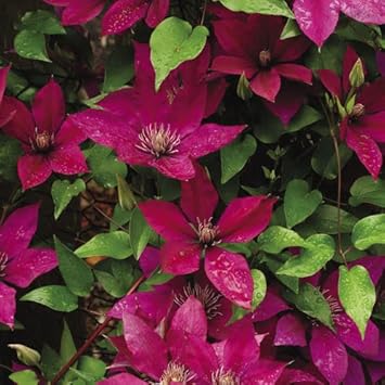 Flower Seeds, Seeds,Seeds For Planting,Plant Seeds