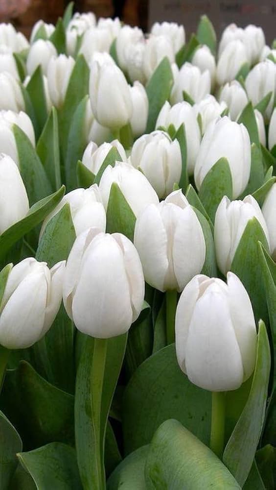 White Tulip Flower seeds for Planting – Drought Tolerant, Heirloom, Non-GMO Seeds for Home Garden